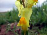 foto de flor de planta silvestre scrophulariaceae Linaria latifolia Desfontaines , Gallos (E.), Toadflax (I.), Leinkraut (A.), Linaire (F.), Linaiola (It.), con tama�o de 1024X768